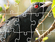 1001 Jigsaw: Black Raven