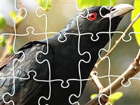 1001 Jigsaw: Black Raven