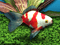 FishCo