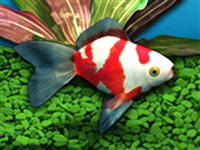 FishCo