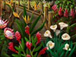 Flower Paradise
