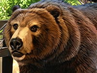 Guess the Animal