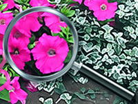 Hidden Alphabet Flower Garden