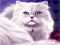 IGT Slots: Kitty Glitter