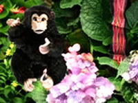 Lost in the Garden