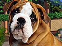 My Lovely Pets