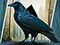 Mystery Solitaire: The Black Raven 5