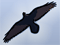 Raven's Flight