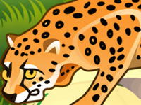 Safari