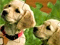 Super Jigsaw Pets