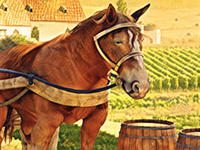 Vineyard Escape