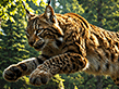 Weekend Solitaire: Grace in Motion