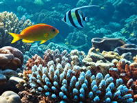 Weekend Solitaire: Ocean Kings