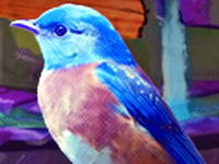 Western Bluebird Escape